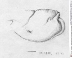 Historische Skizze/Zeichnung von Decapoda indet. (lobster) (NHMW-AFW-GEO-BACHMAYER-FOTO-1990-0041-1718)